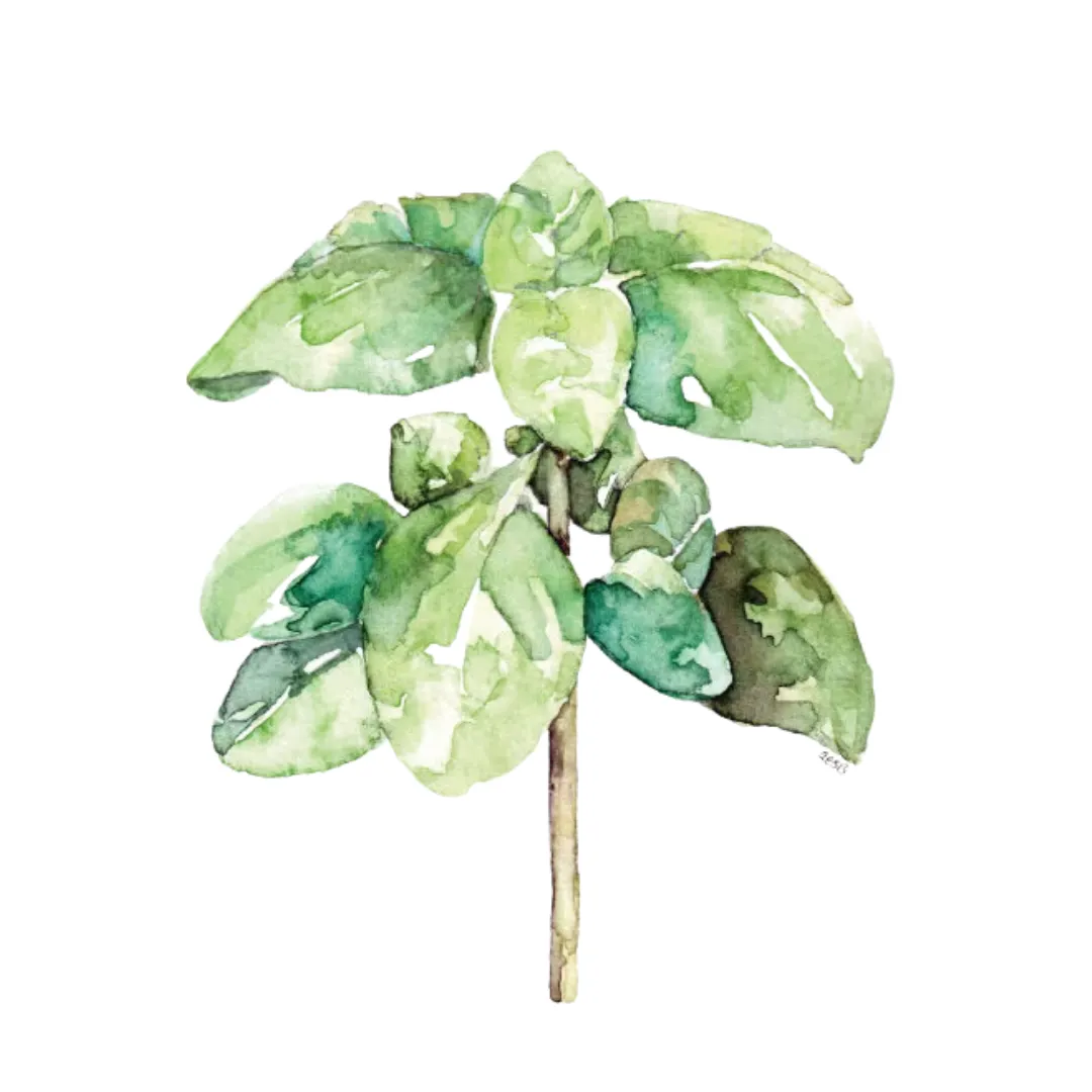 Basil | Single Note by Wicked Good Perfume